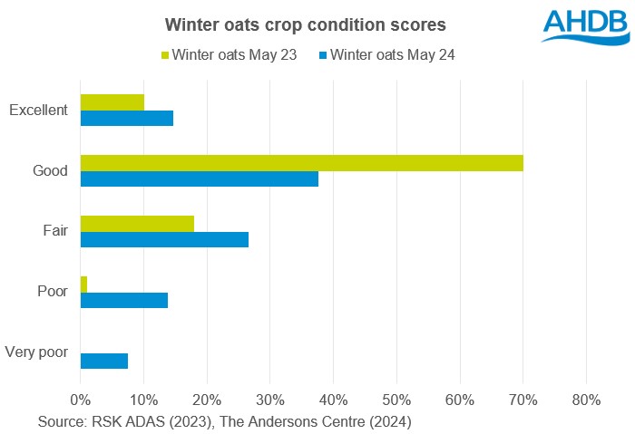 Chart showing GB winter oat crop condition scores at the end of May 2024 and May 2023
